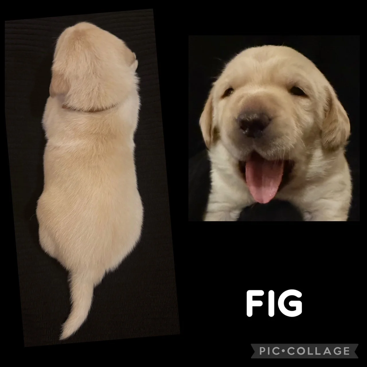Upcoming Litters — Heatherdowns Labradors, Ltd